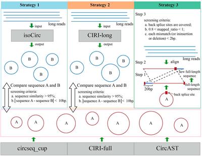 Evaluation of CircRNA Sequence Assembly Methods Using Long Reads